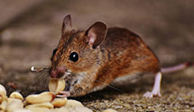 24 Hour & Emergency Exterminators in Manns Harbor, NC